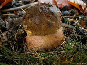 Klikni pro velký obrázek