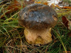 Klikni pro velký obrázek