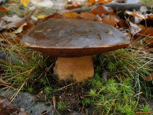 Klikni pro velký obrázek