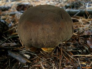 Klikni pro velký obrázek