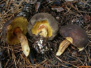 Klikni pro velký obrázek