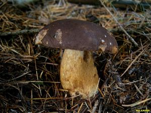 Klikni pro velký obrázek