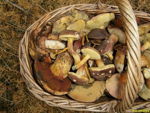 Klikni pro velký obrázek