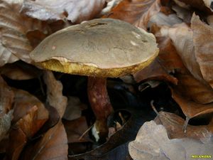 Klikni pro velký obrázek