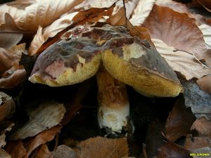 Klikni pro velký obrázek