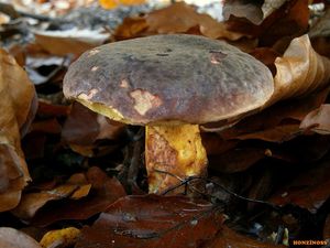 Klikni pro velký obrázek