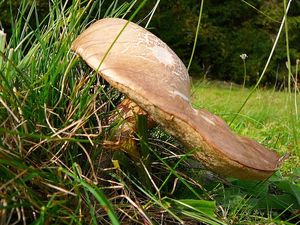 Klikni pro velký obrázek