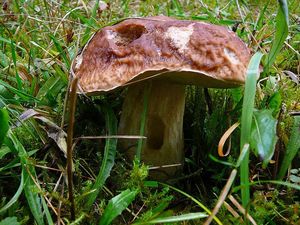 Klikni pro velký obrázek