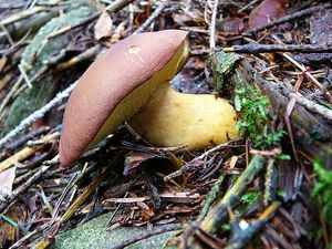 Klikni pro velký obrázek