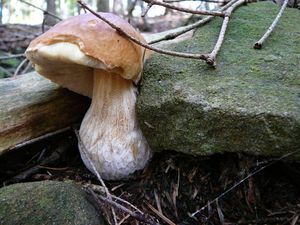 Klikni pro velký obrázek