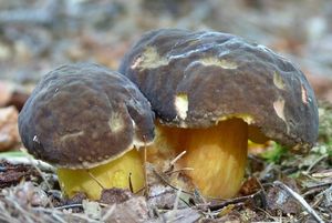 Klikni pro velký obrázek