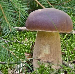 Klikni pro velký obrázek