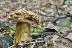 Klikni pro velký obrázek