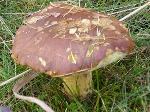 Klikni pro velký obrázek