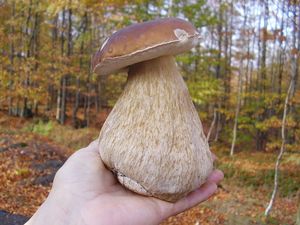 Klikni pro velký obrázek