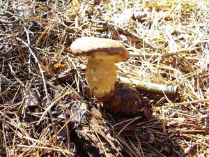 Klikni pro velký obrázek