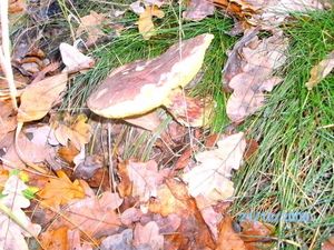 Klikni pro velký obrázek