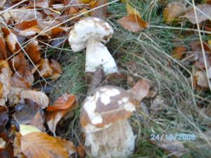 Klikni pro velký obrázek