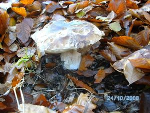 Klikni pro velký obrázek