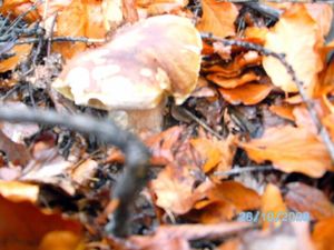 Klikni pro velký obrázek