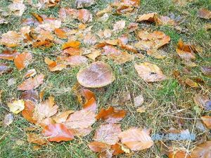 Klikni pro velký obrázek