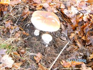 Klikni pro velký obrázek