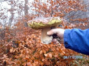 Klikni pro velký obrázek