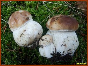 Hřib smrkový - Boletus edulis Bull. 1782