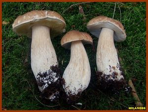 Hřib smrkový - Boletus edulis Bull. 1782