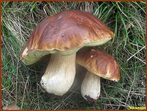 Hřib smrkový - Boletus edulis Bull. 1782