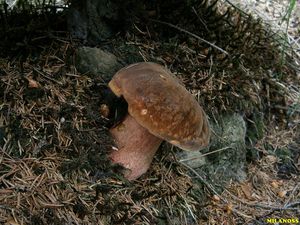 Klikni pro velký obrázek