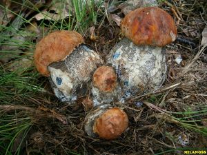 Klikni pro velký obrázek