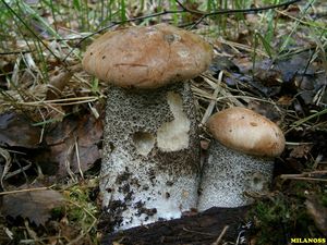 Klikni pro velký obrázek