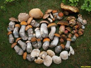 Klikni pro velký obrázek