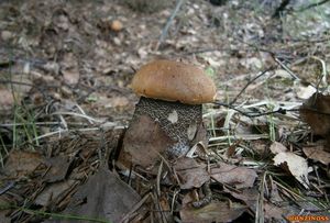 Klikni pro velký obrázek