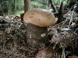 Klikni pro velký obrázek