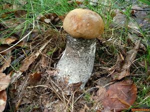 Klikni pro velký obrázek