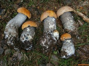 Klikni pro velký obrázek