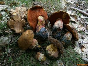 Klikni pro velký obrázek