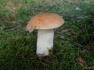 Klikni pro velký obrázek