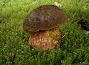 Klikni pro velký obrázek