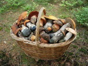 Klikni pro velký obrázek