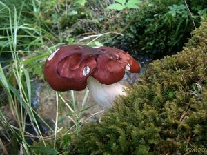 Klikni pro velký obrázek