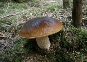 Klikni pro velký obrázek