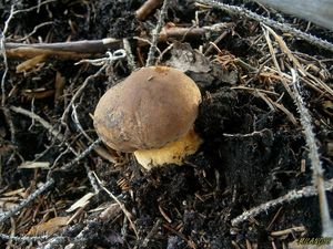 Klikni pro velký obrázek