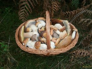 Klikni pro velký obrázek