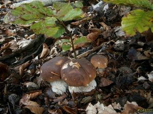 Klikni pro velký obrázek