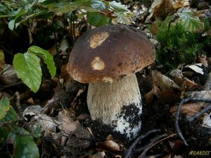 Klikni pro velký obrázek