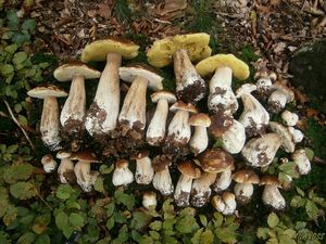 Klikni pro velký obrázek