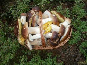 Klikni pro velký obrázek